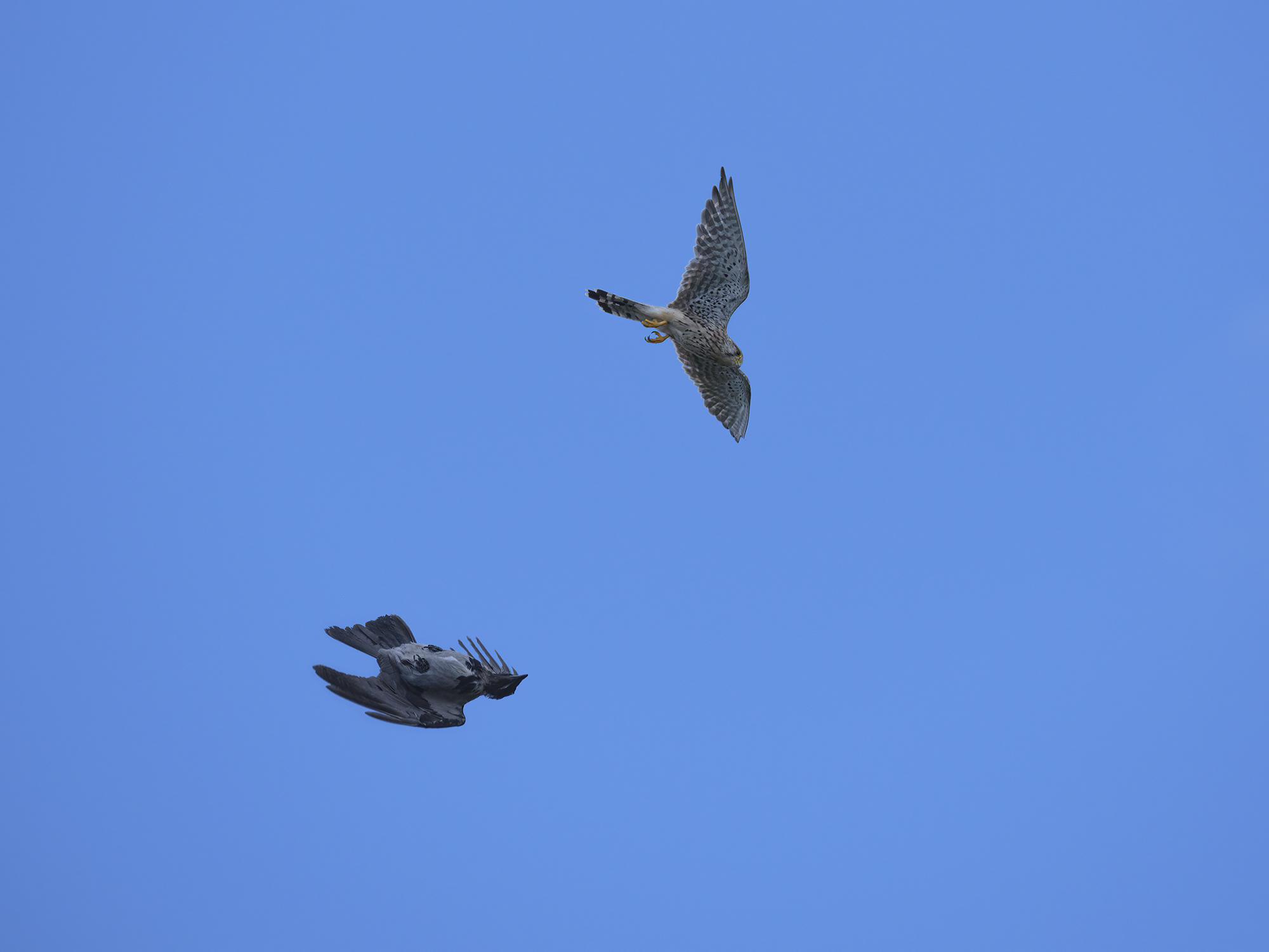 Turmfalke vs. Nebelkrähe